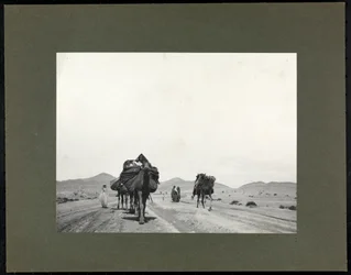 Chameaux sur une route de terre, probablement en Afrique du Nord, 1899